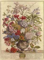 Juli, aus Zwölf Monate Blumen von Robert Furber, graviert von Henry Fletcher